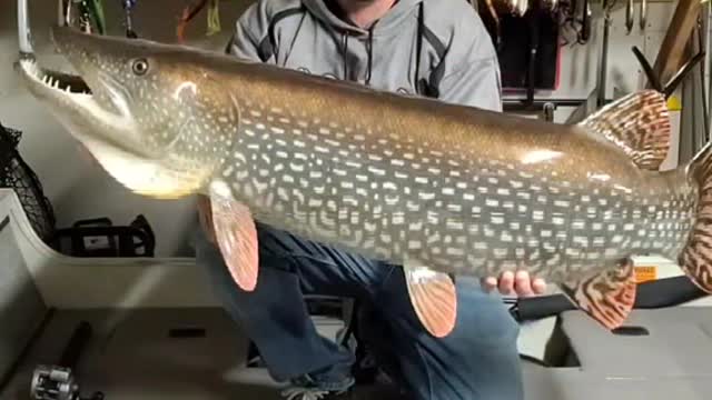 When you want to add a little girth to your pike or musky