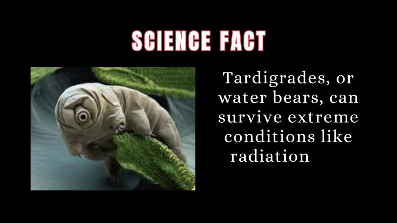 Tardigrades: Earth's Ultimate Survivors of Extreme Conditions