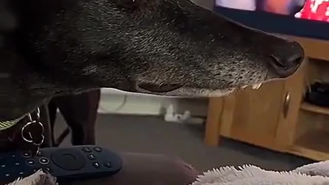 What a nice dog