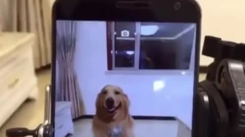 The loveliness of dogs is invincible