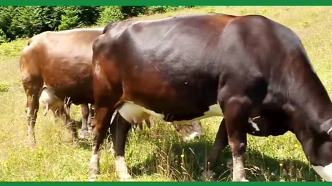 COW VIDEO 🐮🐄
