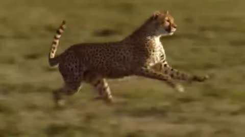 WORLD’S FASTEST ANIMALS FAIL