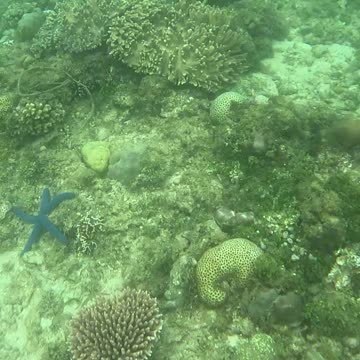 Witnessing Ocean Renewal: Snorkeling on a Healing Reef