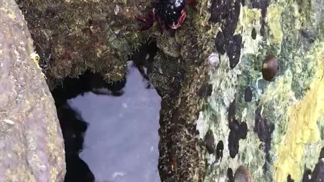 Mr. Crab Moving