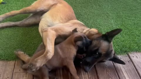 A Malinois Family #puppy #doglife #dog