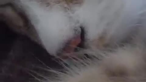 catttt