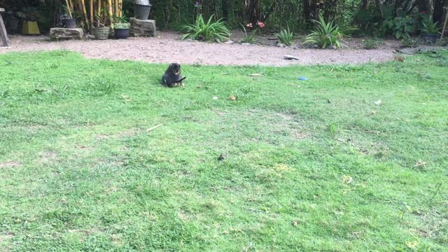 Funny dog playing ball with kid