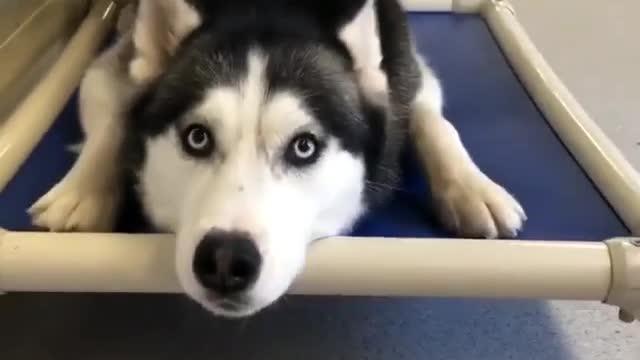 Cute and funny dog videos #2