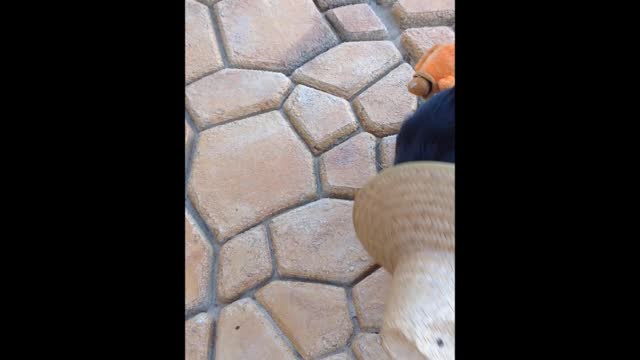 German Shepherd Puppy Dog Playing Toy with Farmer Straw Hat