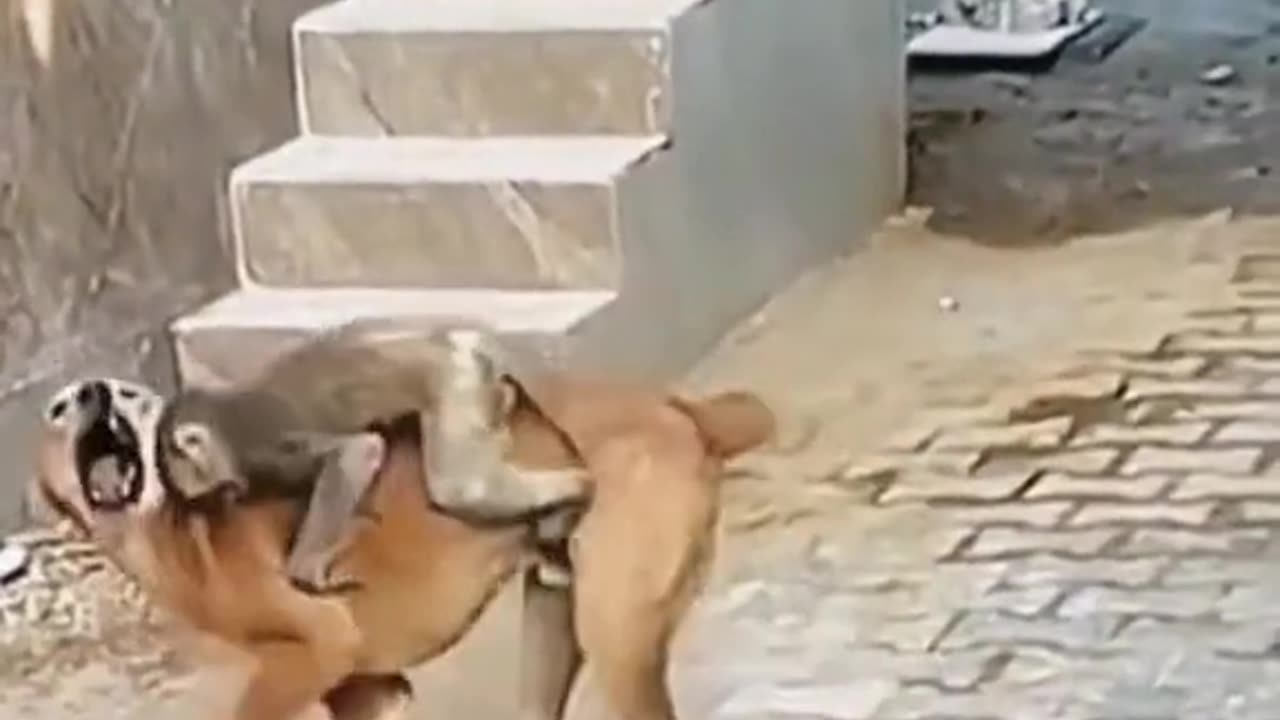 Funny Animal videos