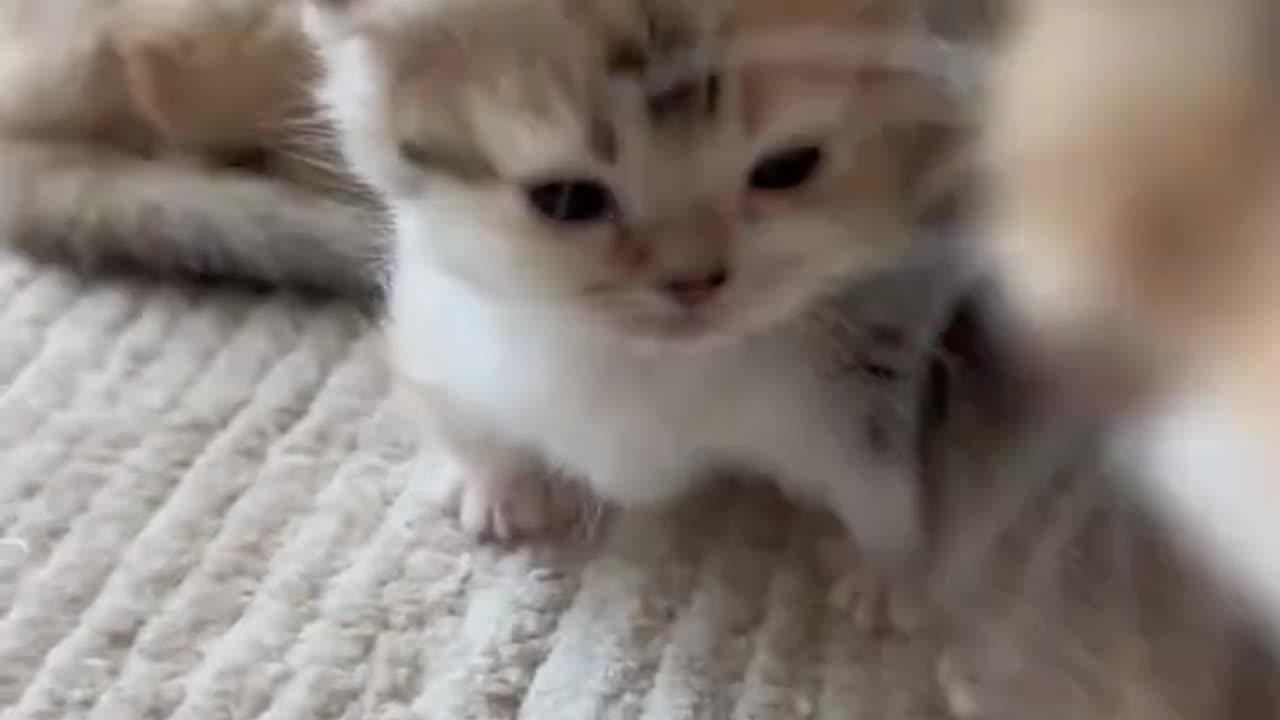 How cute these kittens