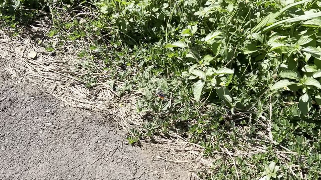 A beautiful Butterfly on Maui