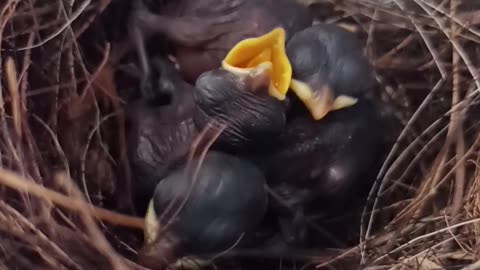 See the little baby of birds