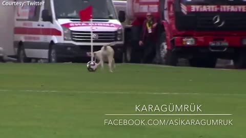 Funny Animals #3 -💔cute dog playing football - a dog at a football match ⚽