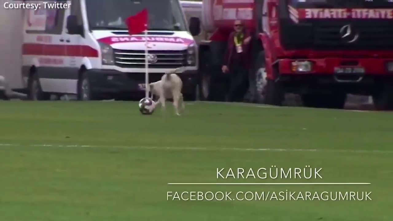 Funny Animals #3 -💔cute dog playing football - a dog at a football match ⚽