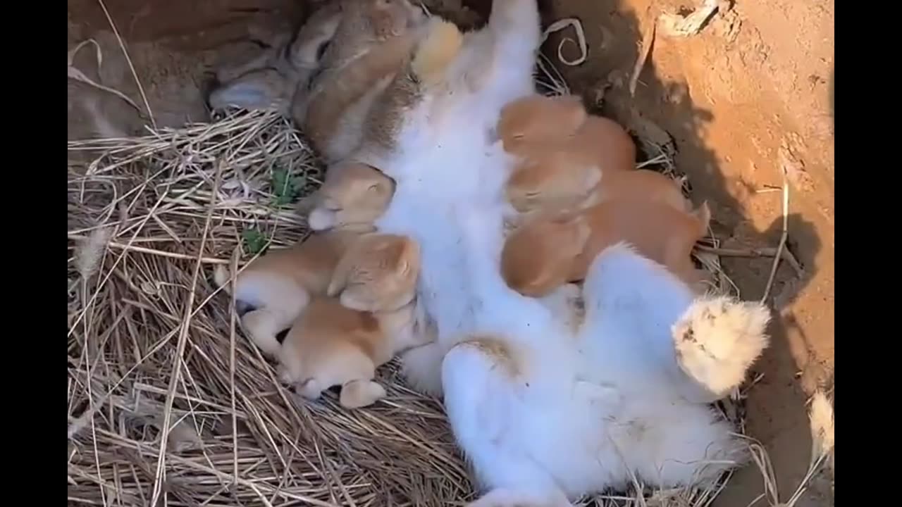 rabbit breastfeeding baby god