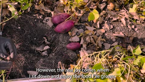 Sweet Potatoes and Sweet Thoughts