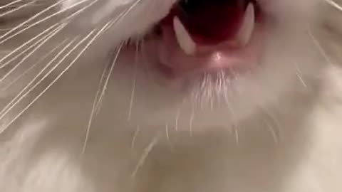 China Cat Meow ....wow.