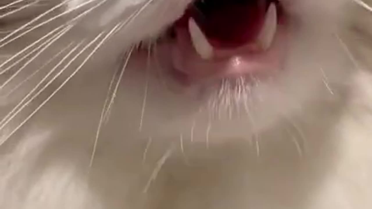 China Cat Meow ....wow.
