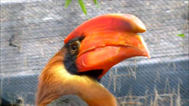 Rufus hornbill is a wonderful bird