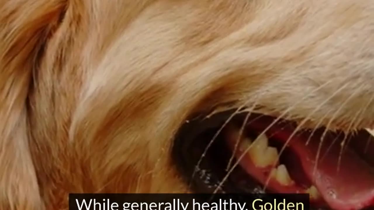 Facts About Golden Retriever