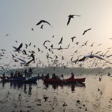 See the beautiful birds.