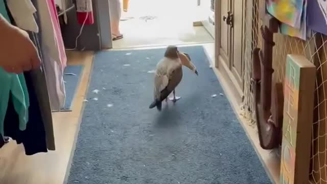 Seagull Steals Stuffed Toy Fish From Store