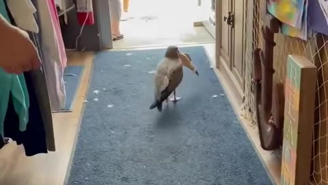 Seagull Steals Stuffed Toy Fish From Store