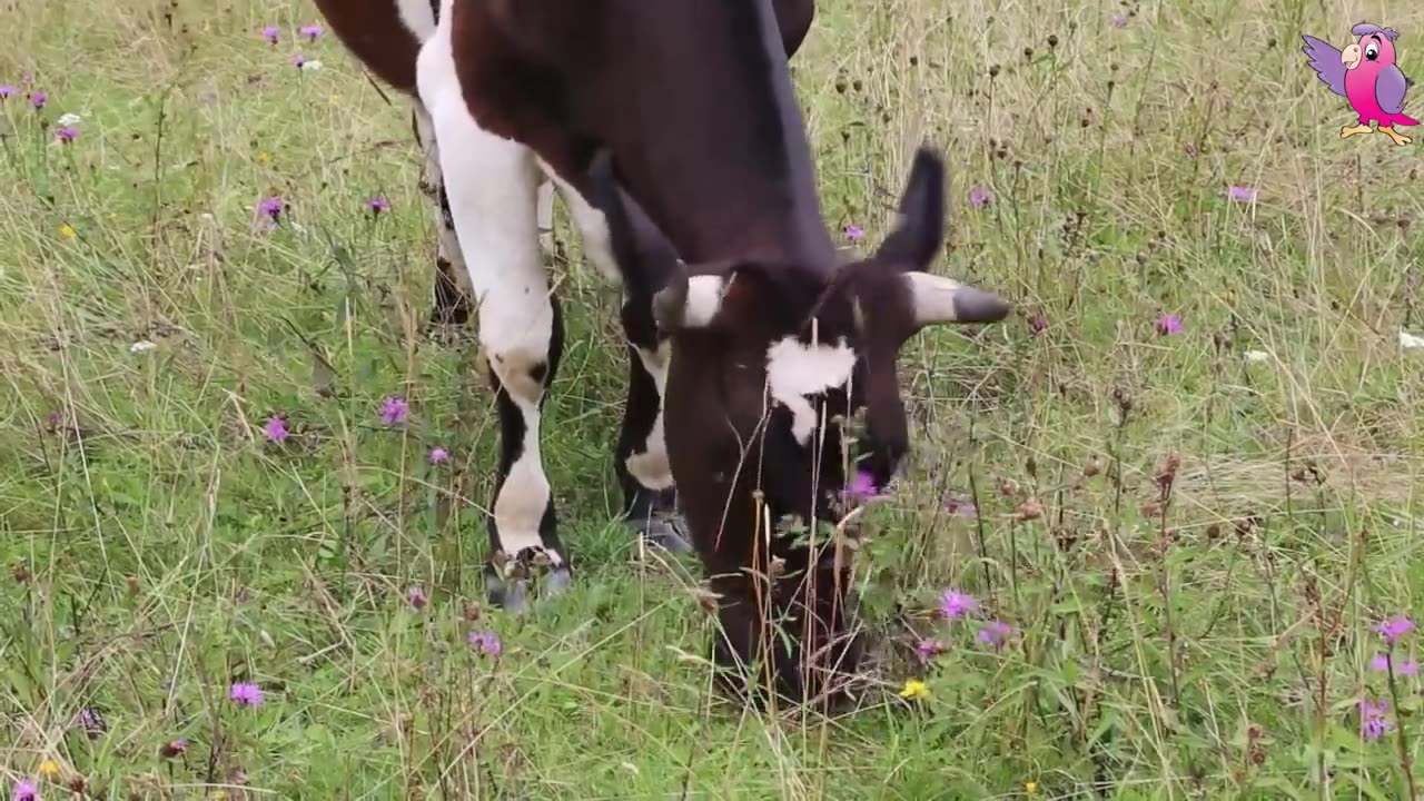 COW VIDEO 🐮🐄 COWS MOOING AND GRAZING IN A FIELD 🐄🐮