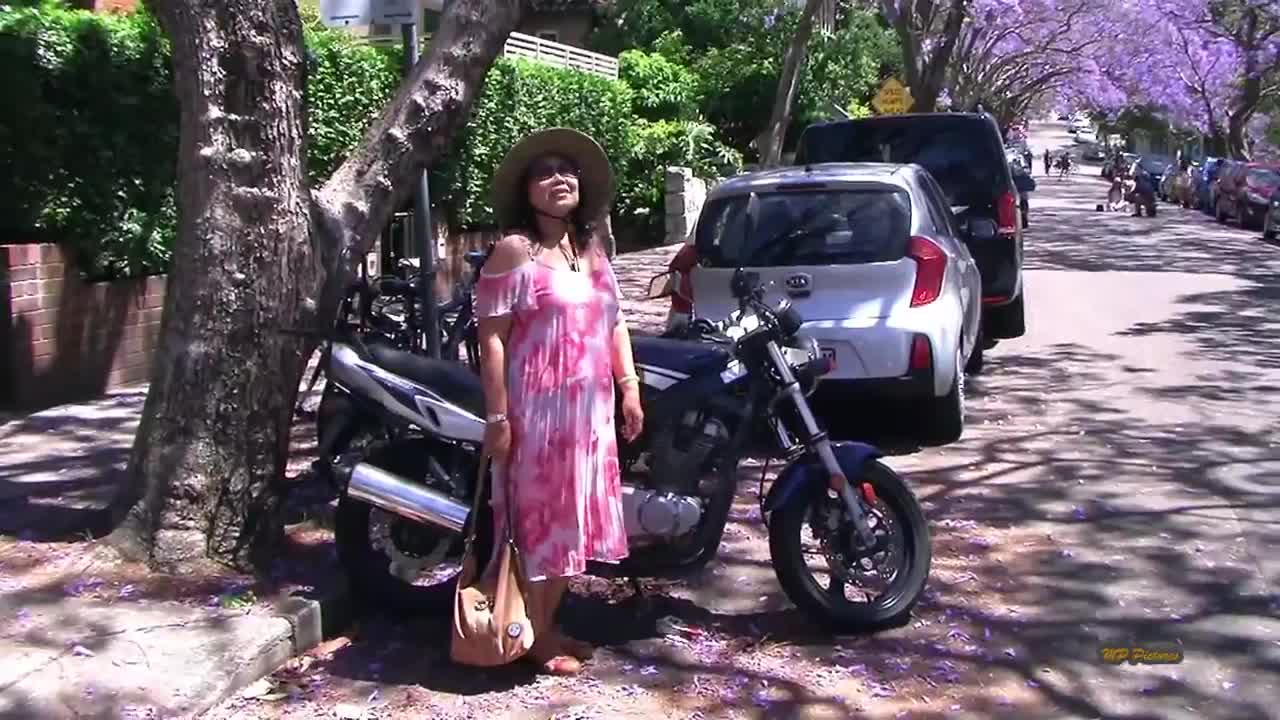 Jacaranda Season in Sydney Spring
