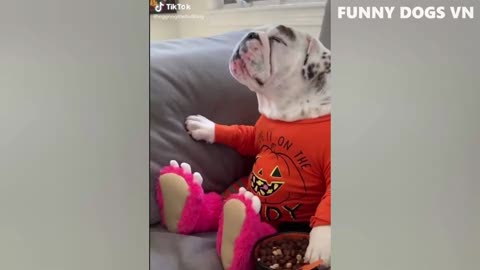 Funniest Animals Video - Funny Dogs And Cats - Try Not To Laugh Animals 2022