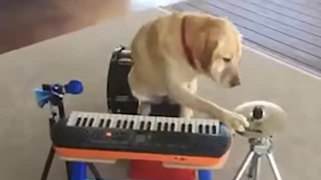 Animal musicians