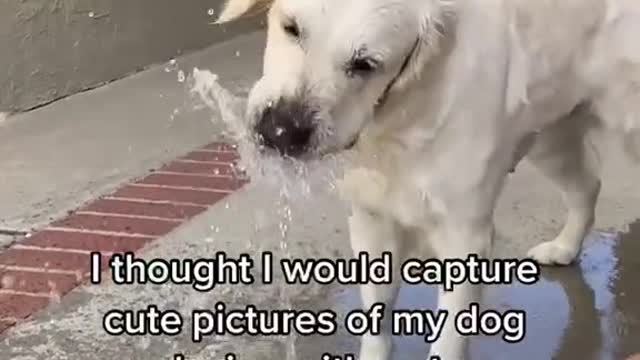 SUPER FUNNY DOG