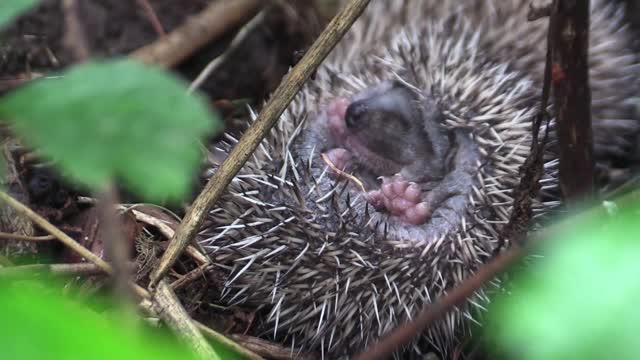 Baby hedgehog