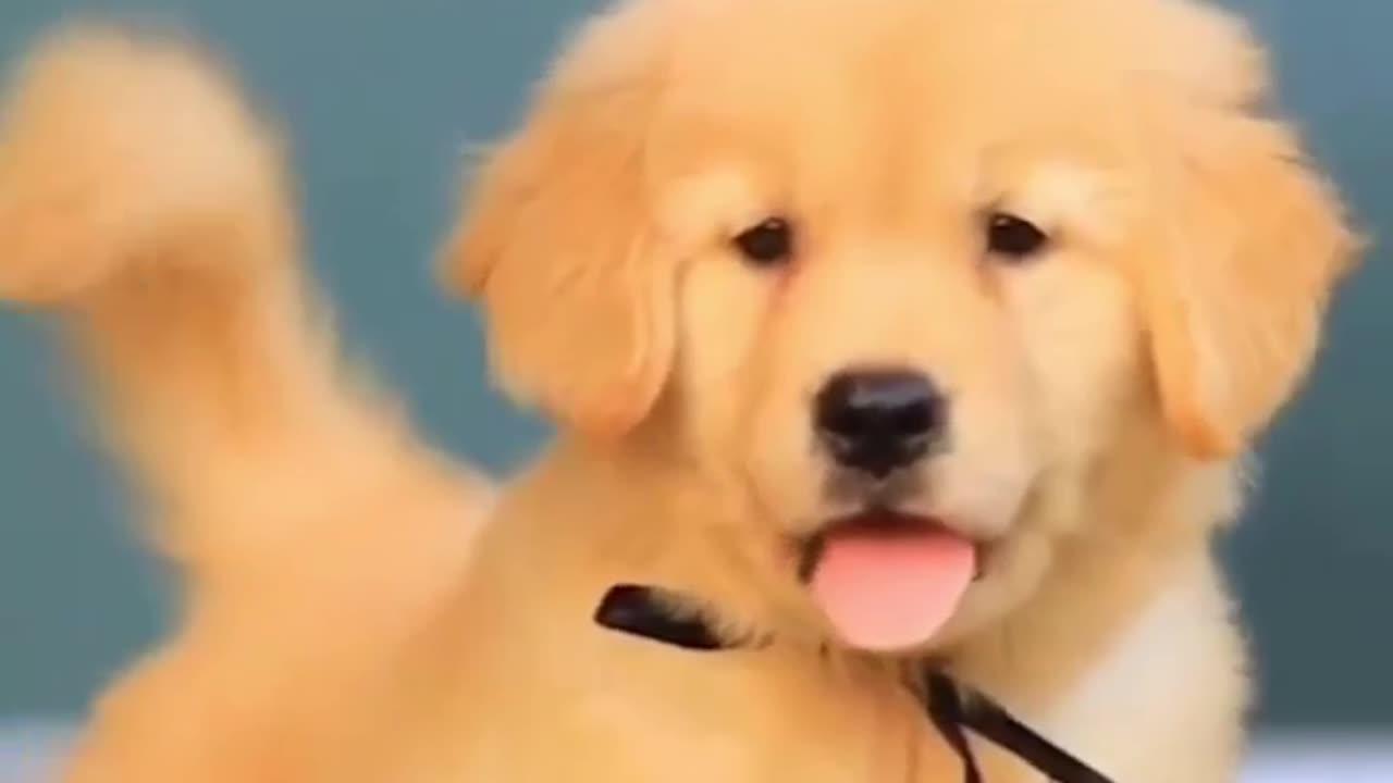 Cute dog videos 😍