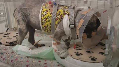 Woman Flies Over A Continent To Rescue Sick Pug From Another Country | The Dodo