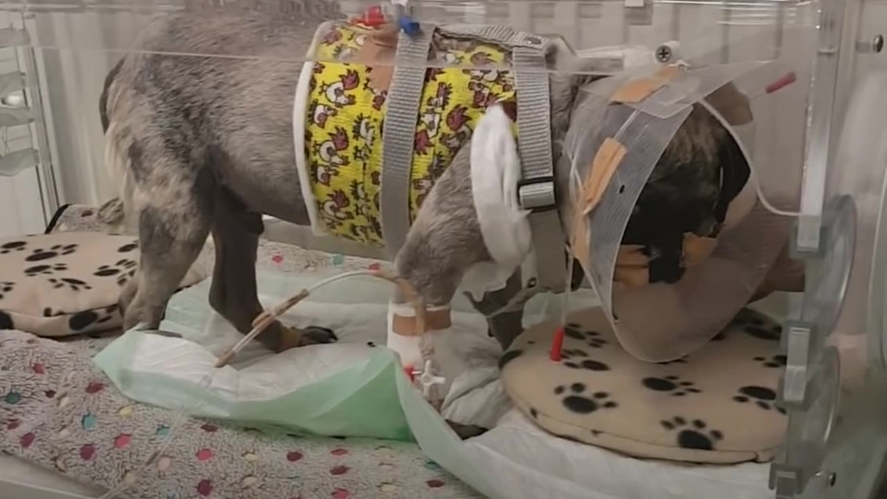 Woman Flies Over A Continent To Rescue Sick Pug From Another Country | The Dodo
