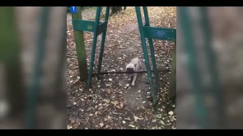 Funny Animals