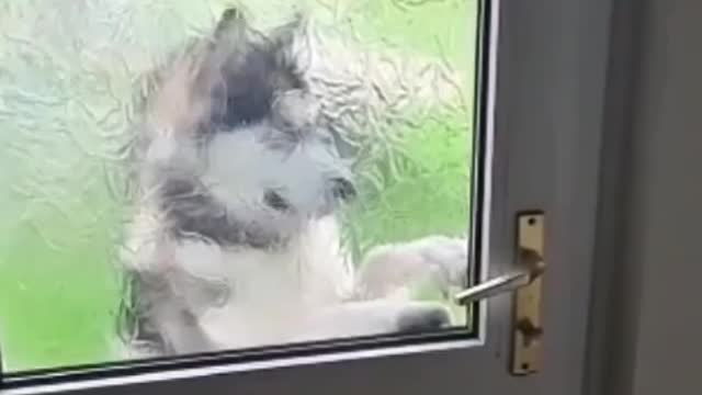Smart Dog open the Door