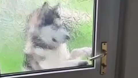 Smart Dog open the Door