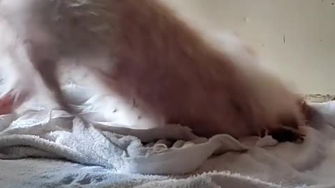 happy bitch