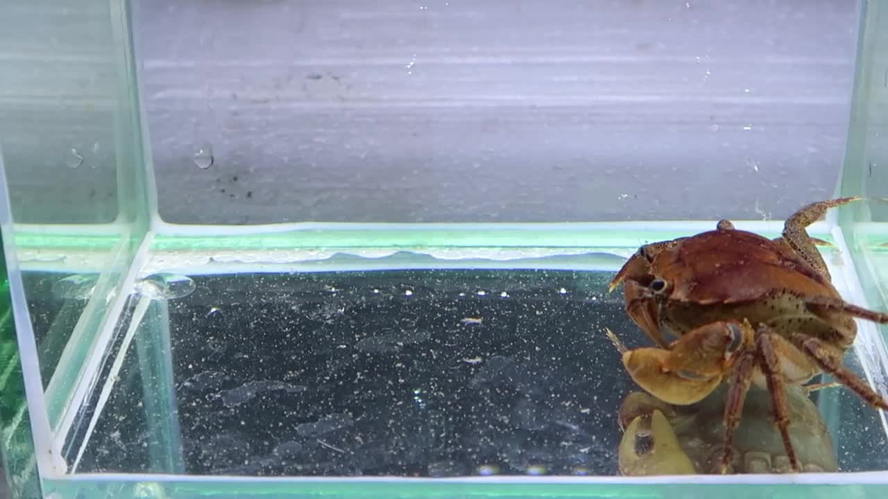 Crab vs Scorpion Underwater - Caranguejo vs Escorpião-2