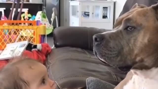 Dog scolding a baby. Cute moment SOOO CUTE 🤣🤣😤