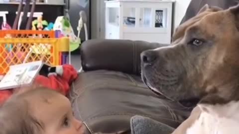 Dog scolding a baby. Cute moment SOOO CUTE 🤣🤣😤