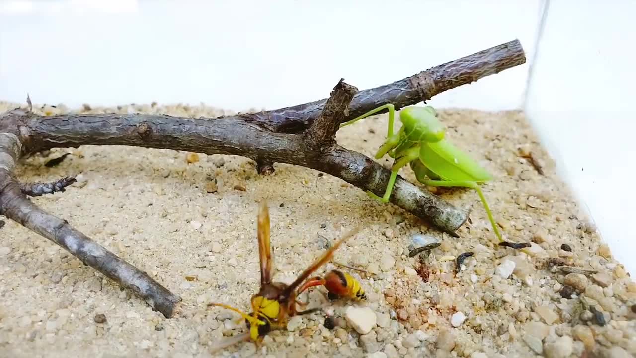 Deadly PRAYING MANTIS vs HORNET and WASP BRUTAL FIGHT - Insect Stories-10