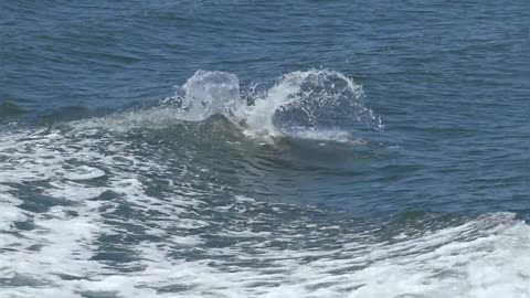 Wild dolphin 🐬 swimming