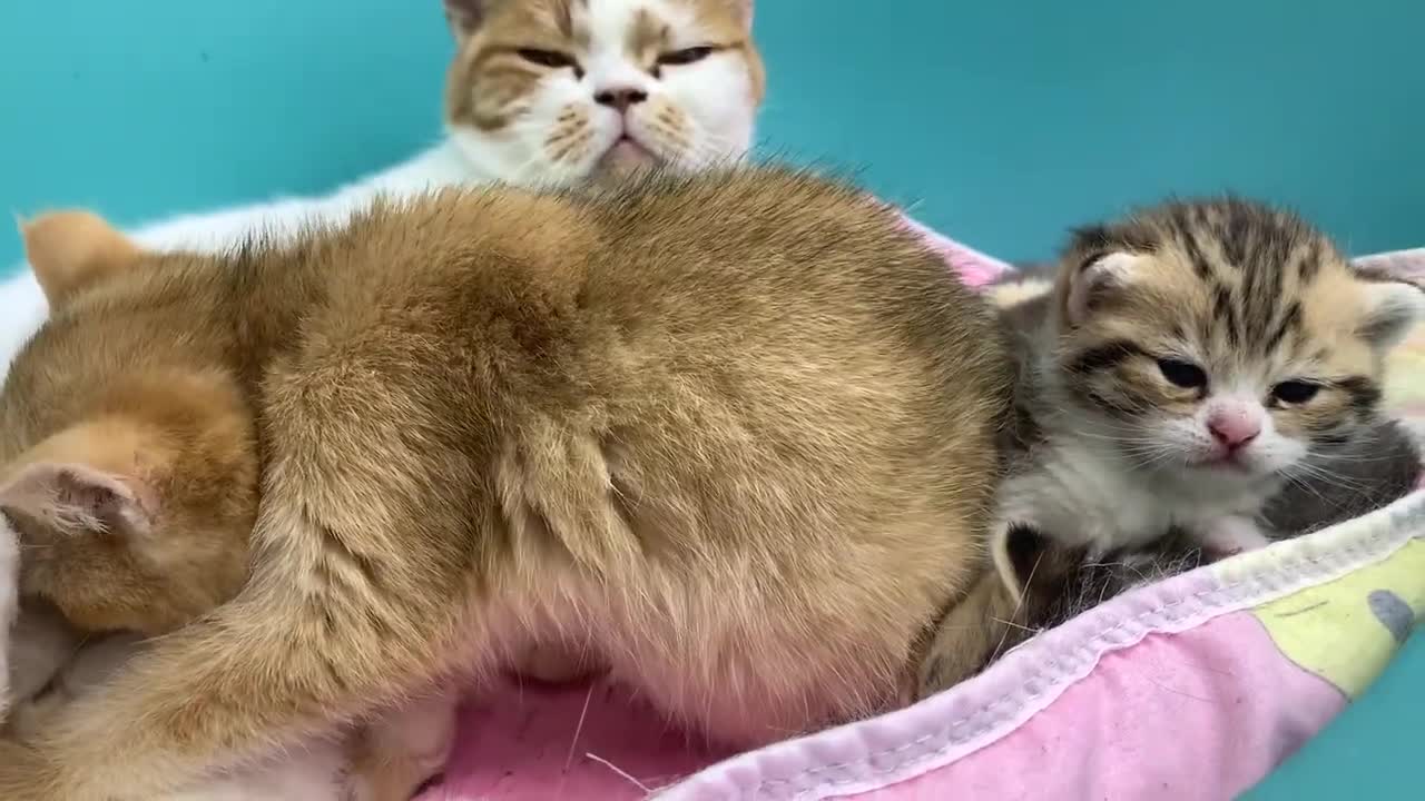 Leave me some milk! - adopted kitten attacks mother cat while her kittens are sl