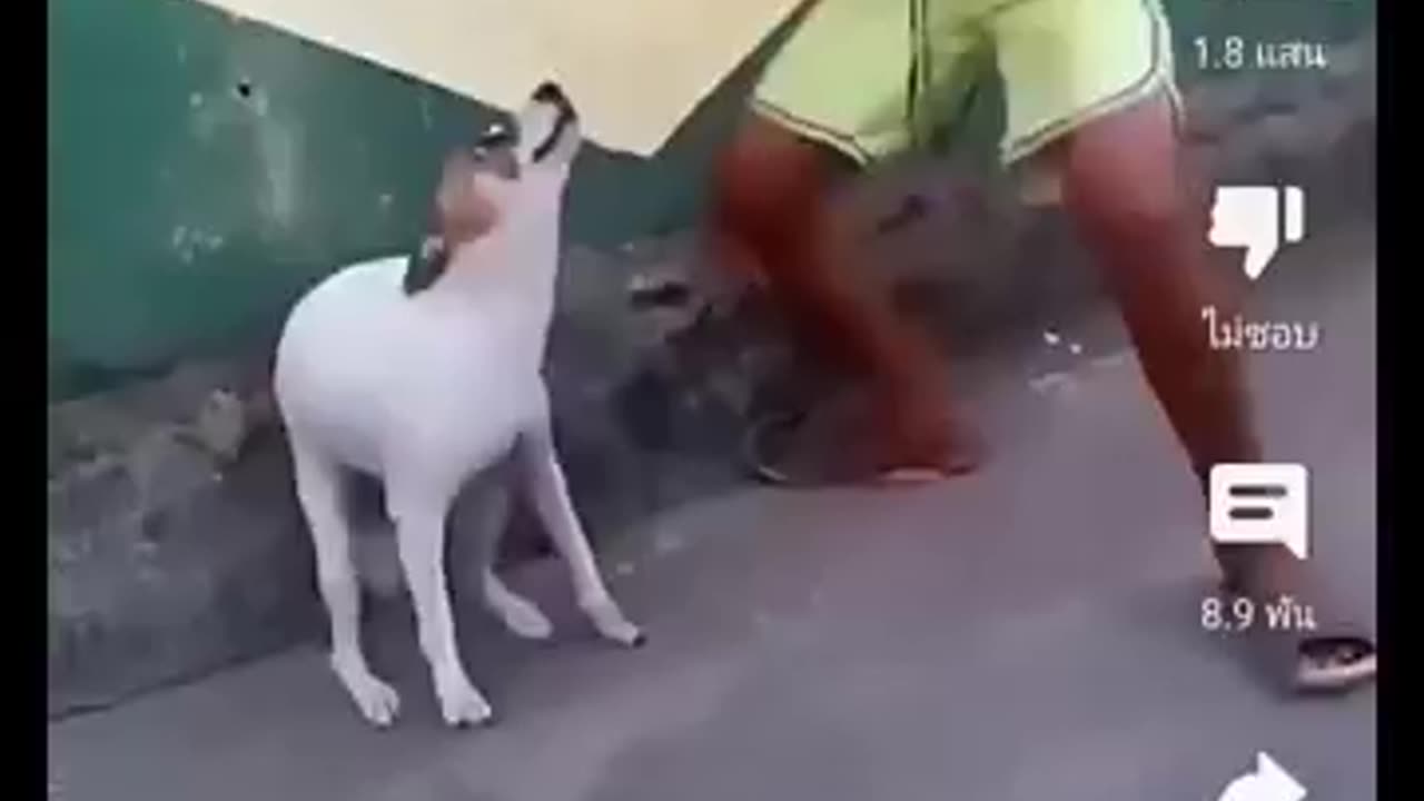 Dog dance, animals dance