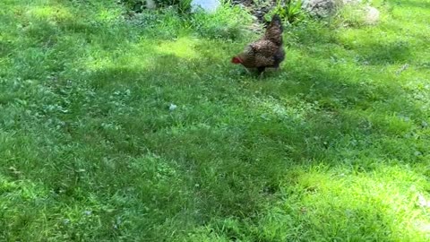 Bait-n-Switch Chicken