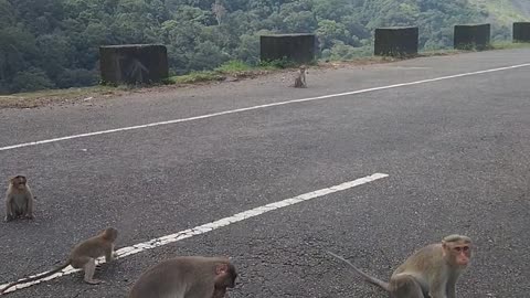 Monkey eating food